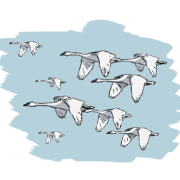 a covey of doves
